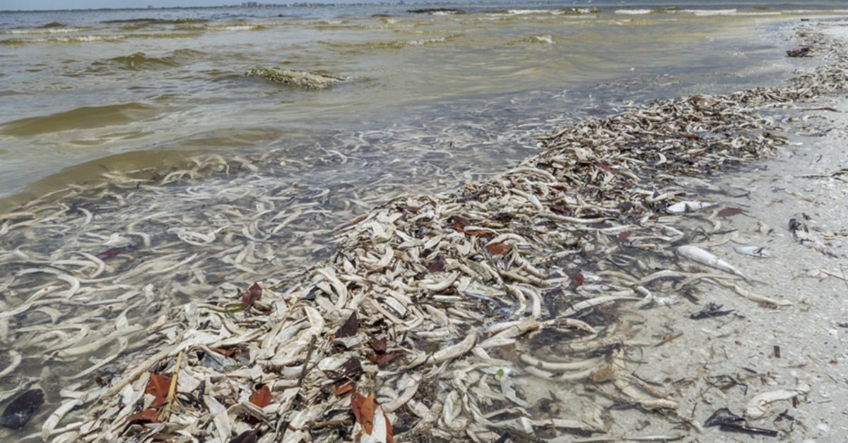 red tide Progreso to Celestún