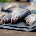 red-tide seafood in Campeche