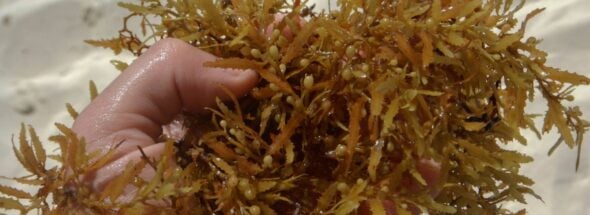 sargassum-free beaches in Quintana Roo