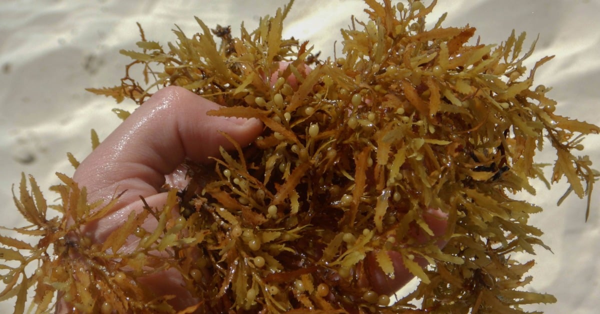 sargassum-free beaches in Quintana Roo