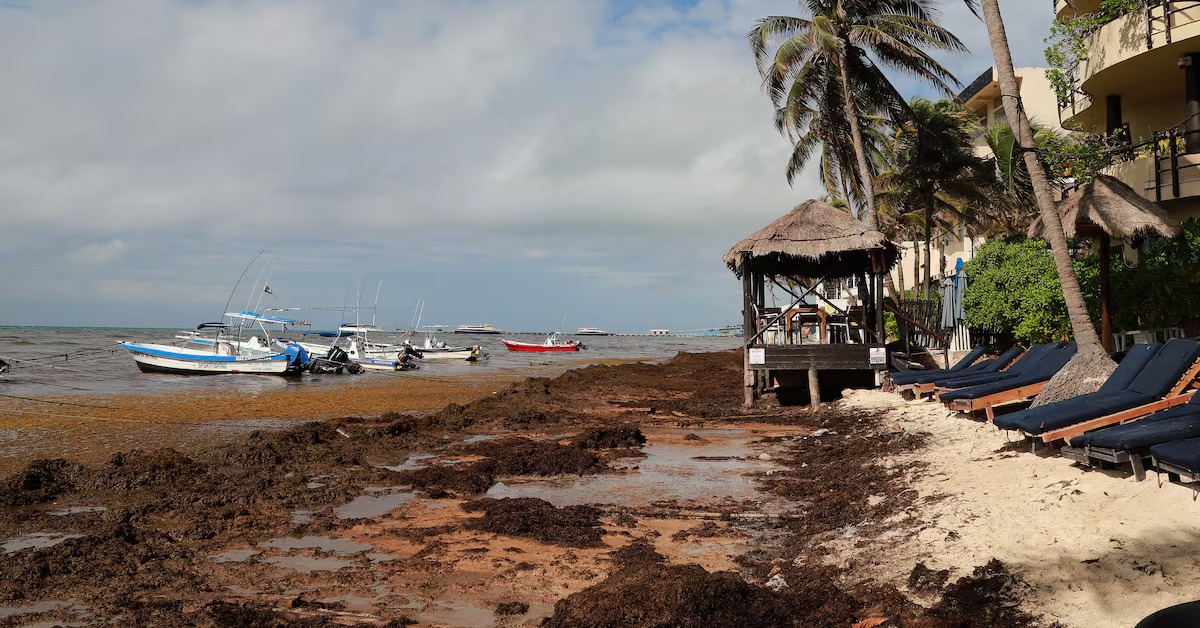 sargassum national emergency