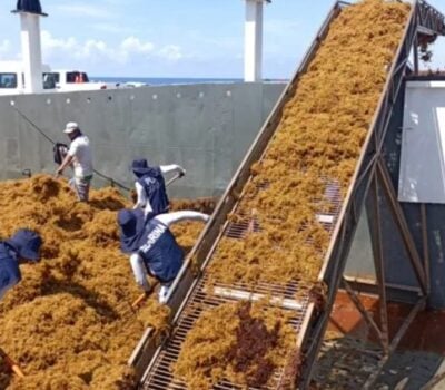 sargassum offshore Puerto Morelos