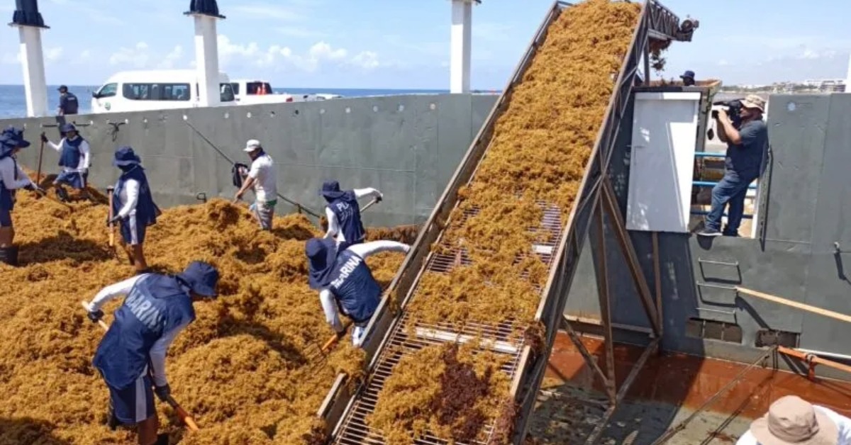 sargassum offshore Puerto Morelos