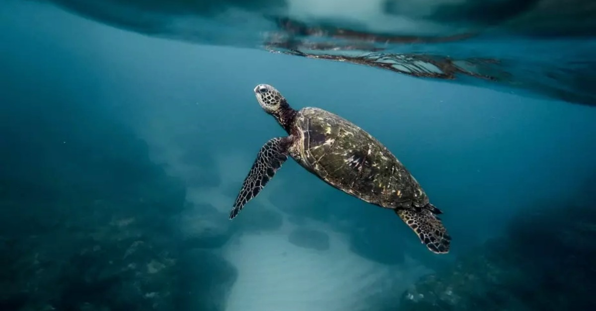 sea turtle nest protected Guaymas