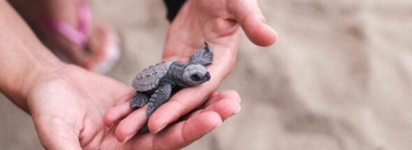 sea turtle nesting Baja California Sur