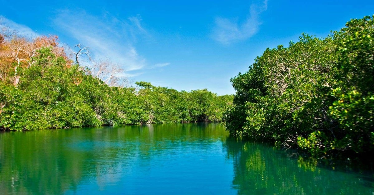 Vehicle inspection fees in Jalisco fund El Salado Estuary protection