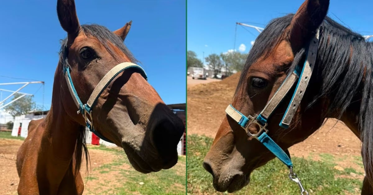 ‘Linda,’ the abused horse who captured hearts, rescued in Chihuahua