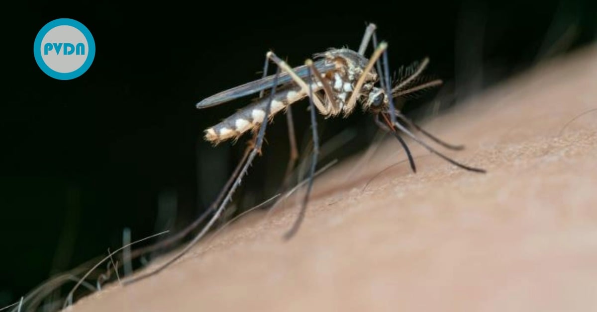 Jalisco dengue death