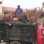 Marina Vallarta palm pruning for rainy season safety