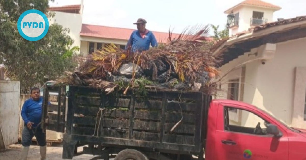 Marina Vallarta palm pruning for rainy season safety