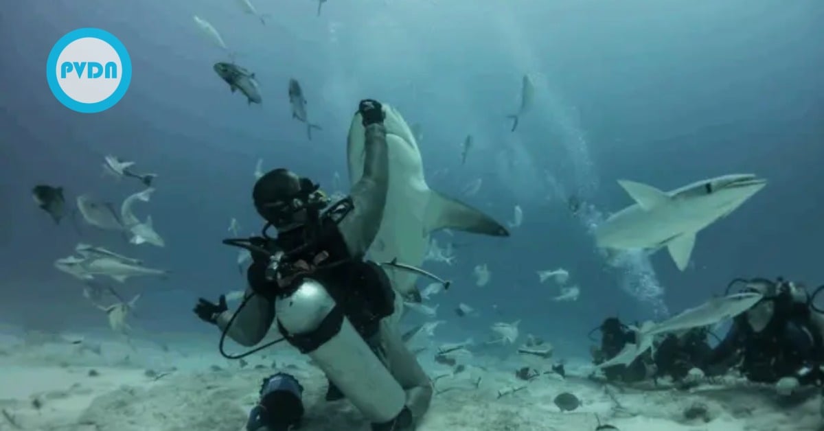 Playa del Carmen bull sharks