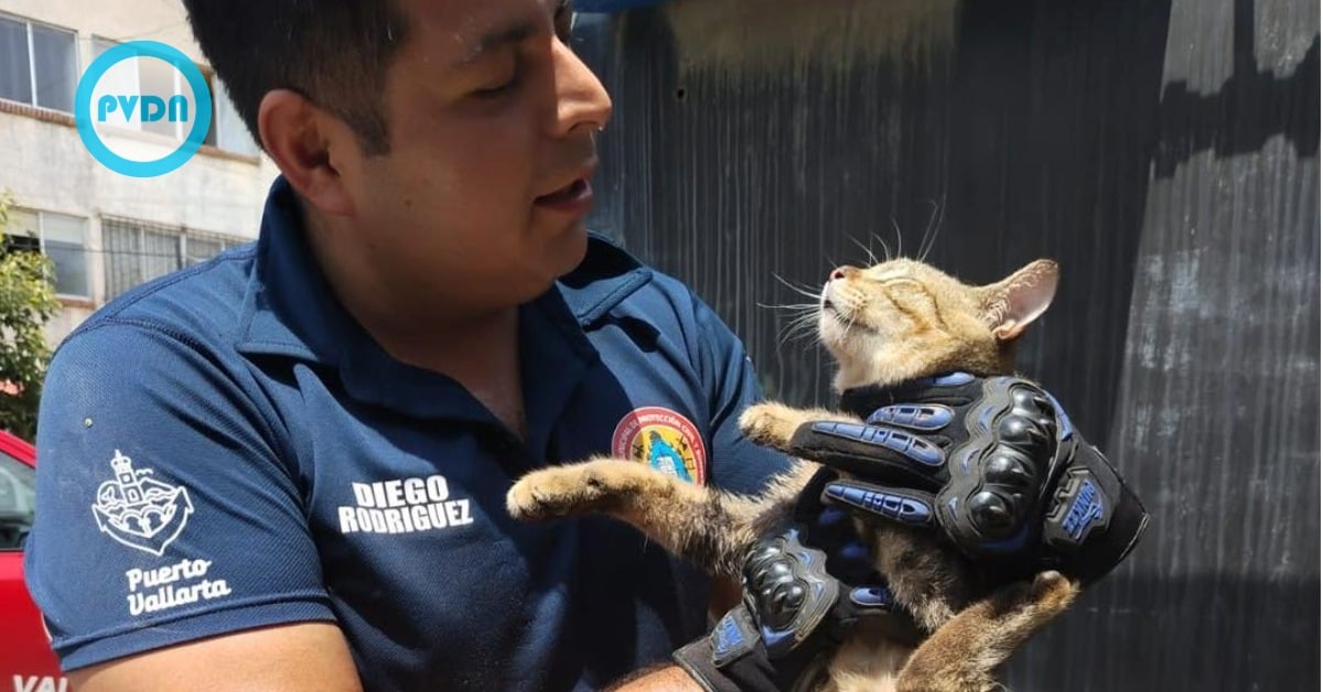 Puerto Vallarta cat rescue