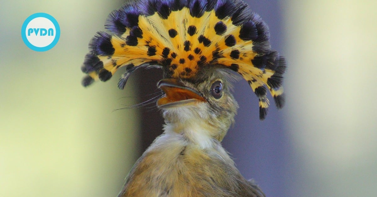 Tulum royal flycatcher