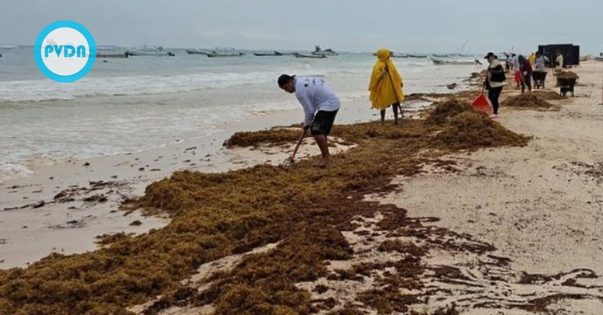 Tulum sargassum returns
