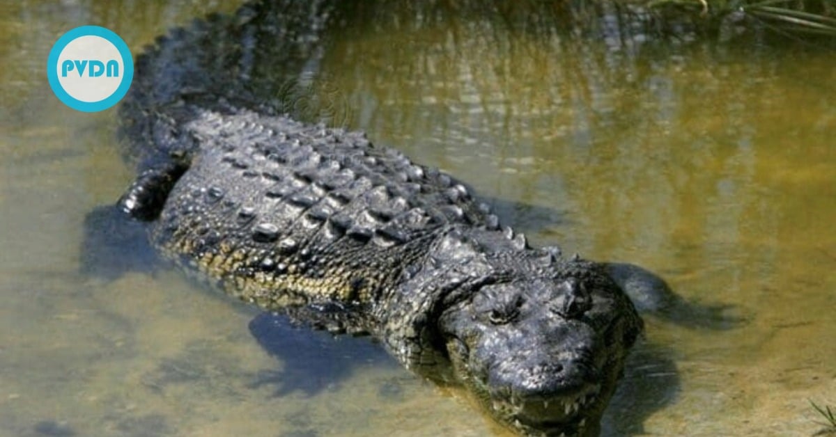 crocodile-in-Puerto-Vallarta