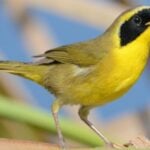 los cabos birdwatching