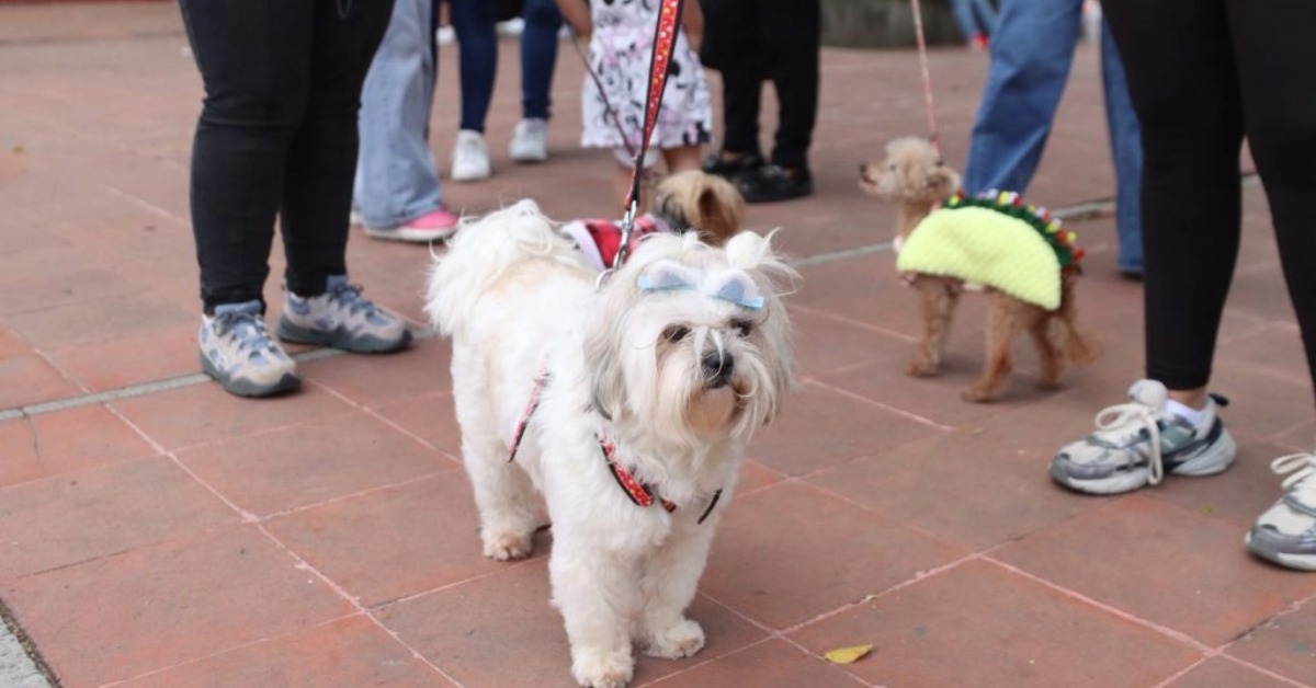 pet blessing at La Merced Oaxaca