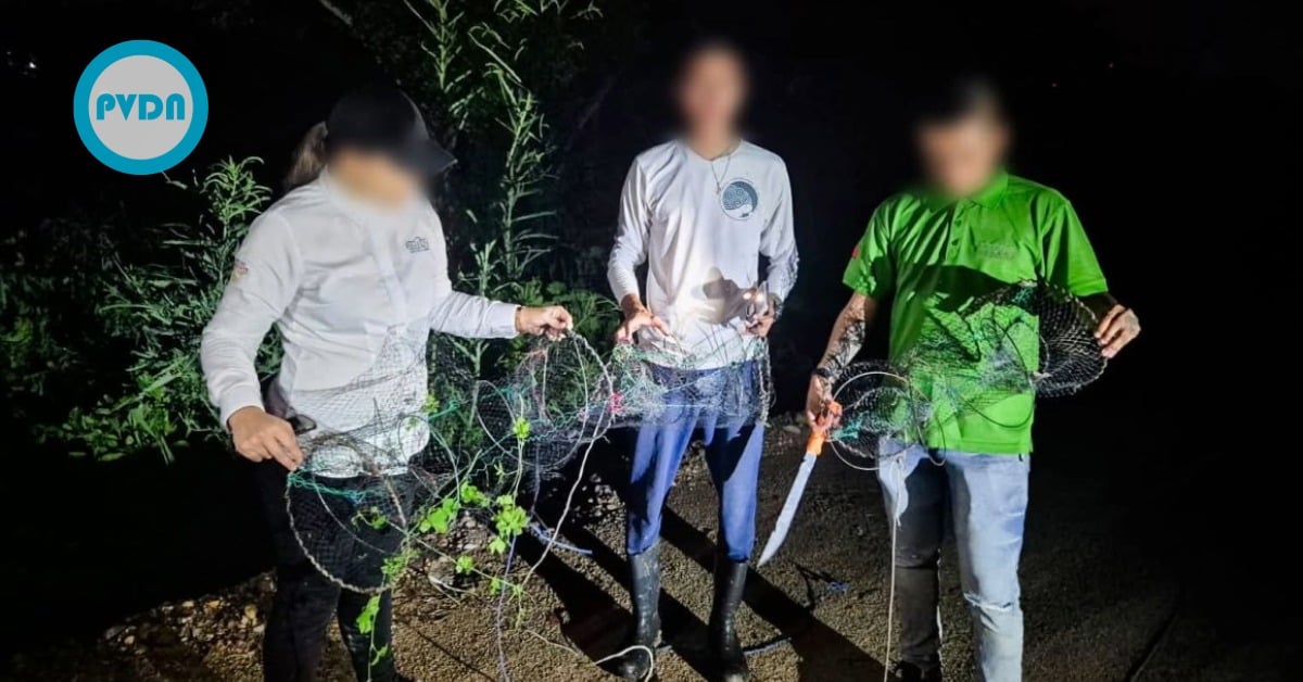 Vallarta mud turtle traps disabled amid black market threat