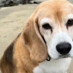 Aaron Ramsey missing dog