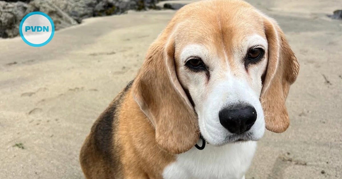 Aaron Ramsey missing dog