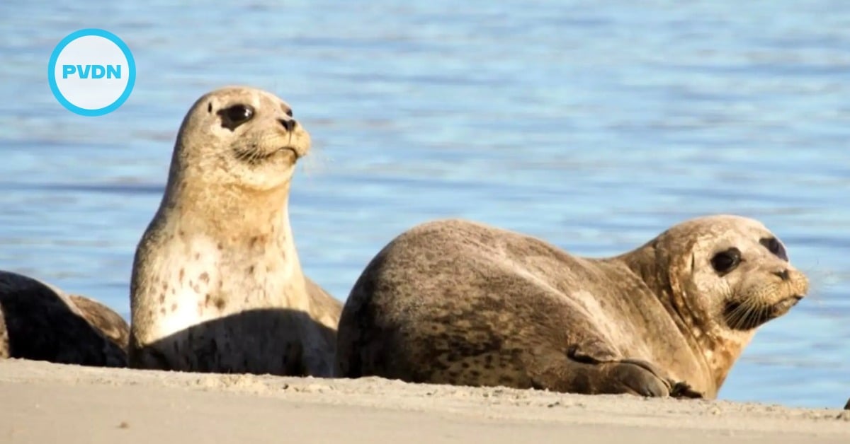 Baja harbor seal decline
