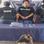 Cancún ADO K9 bust