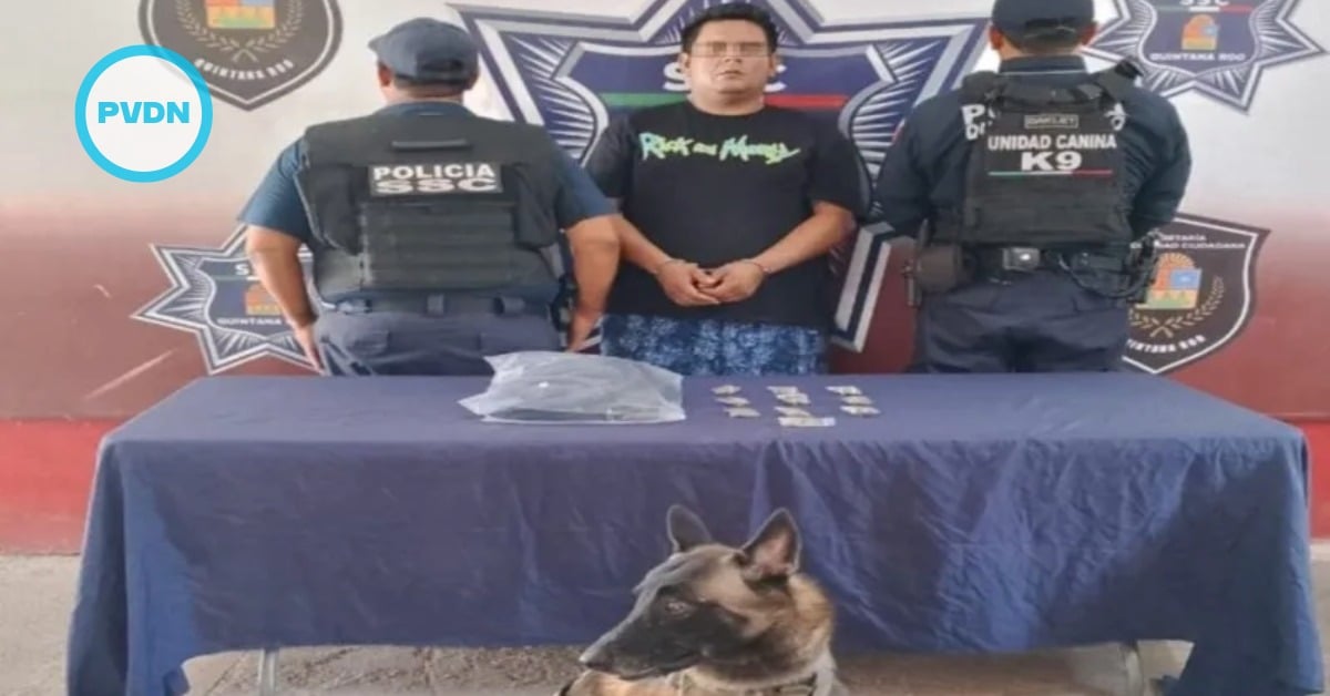 Cancún ADO K9 bust