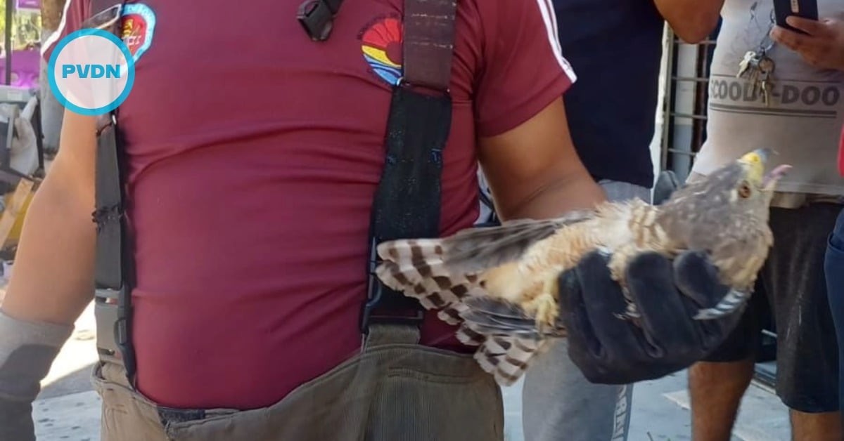 Cancun firefighters rescue falcon