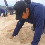 Cancún sea turtle nesting