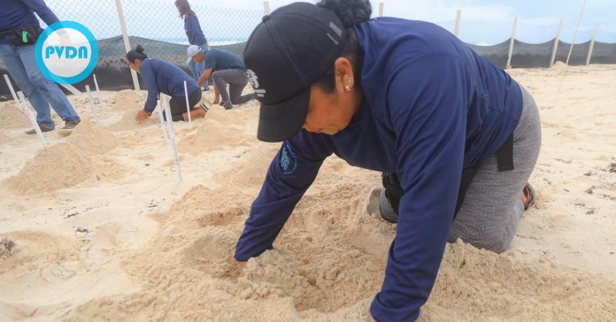 Cancún sea turtle nesting