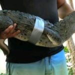 Cuale River crocodile