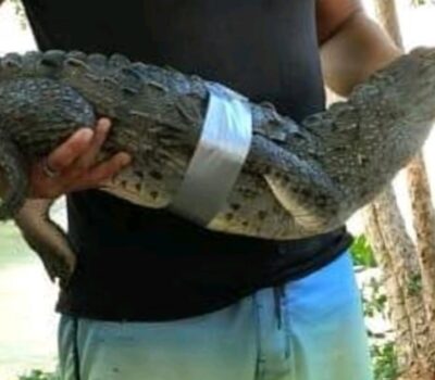 Cuale River crocodile