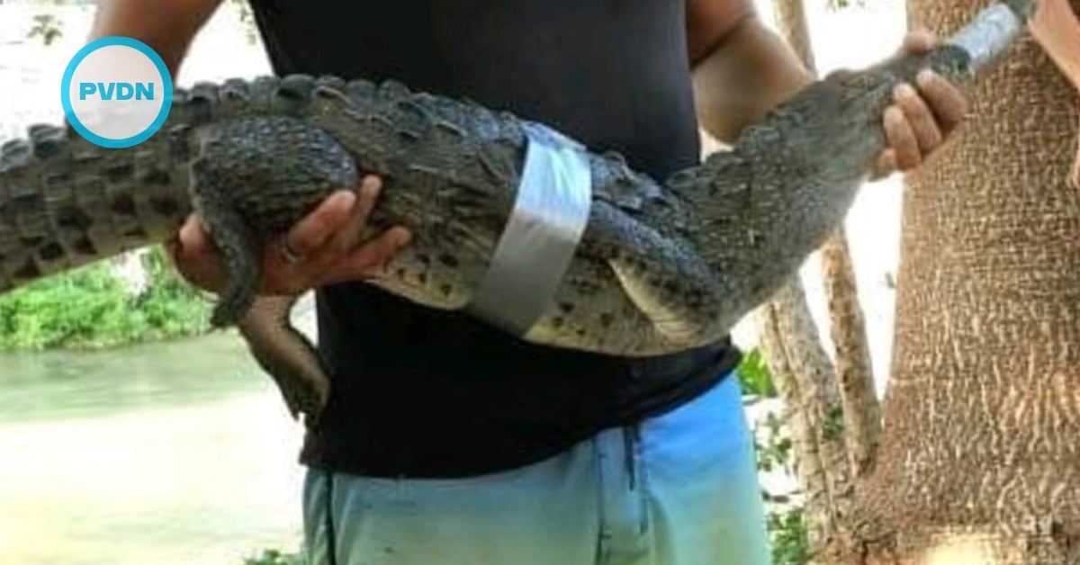 Cuale River crocodile