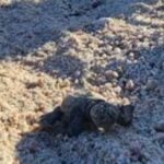 Leatherback turtle nest 2025 cabo