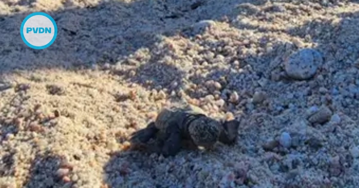 Leatherback turtle nest 2025 cabo