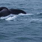 Los Cabos whale watching