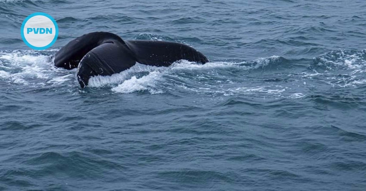 Los Cabos whale watching