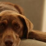Mexico City pet owners are now protected from rental refusals