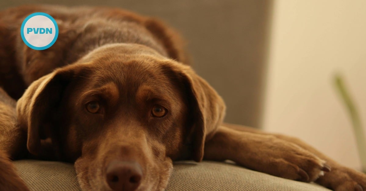 Mexico City pet owners are now protected from rental refusals