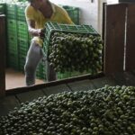 Michoacán lime cartels
