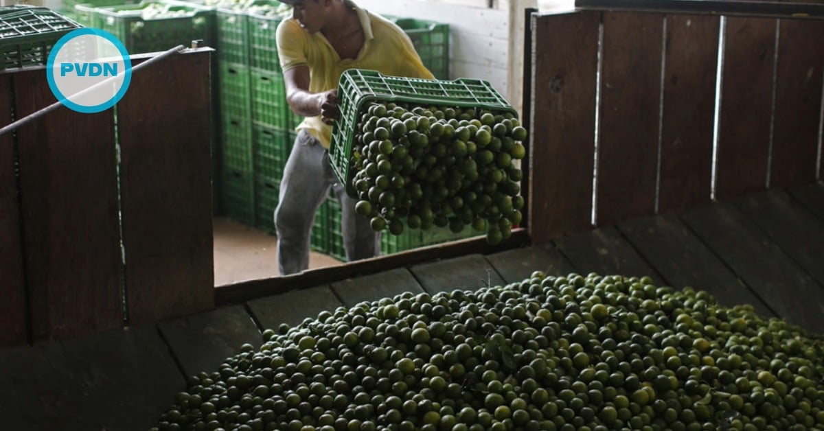 Michoacán lime cartels