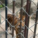 Puerto Vallarta Zoo neglect