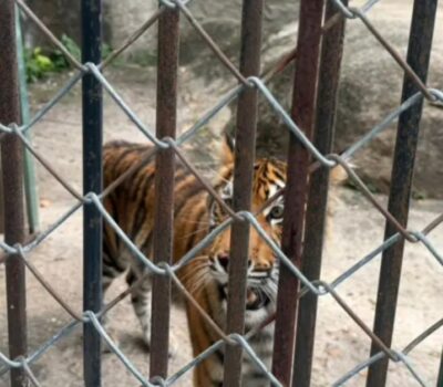 Puerto Vallarta Zoo neglect