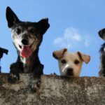 Puerto Vallarta animal shelter