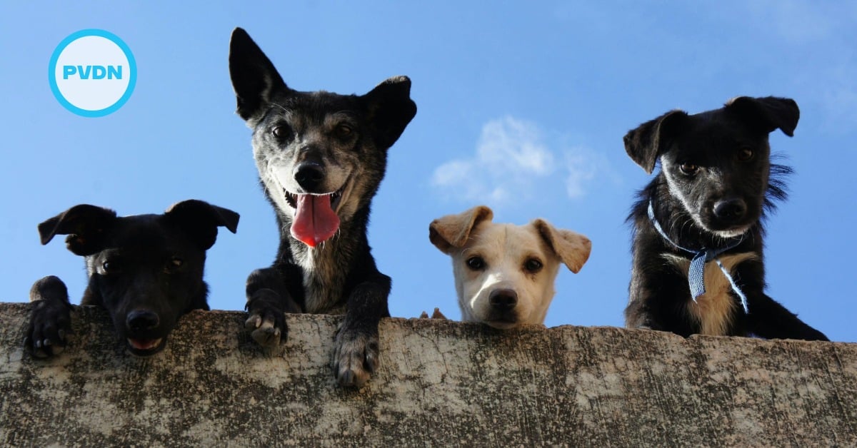 Puerto Vallarta animal shelter