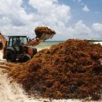 Quintana Roo sargassum season