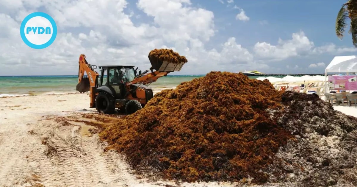 Quintana Roo sargassum season