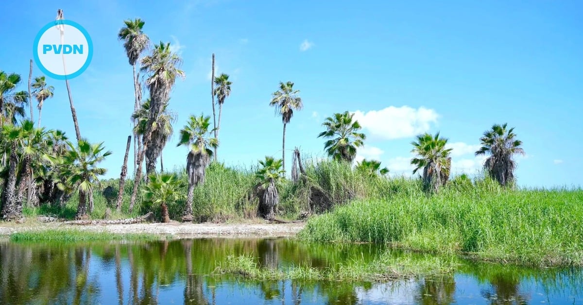 San José estuary dredging