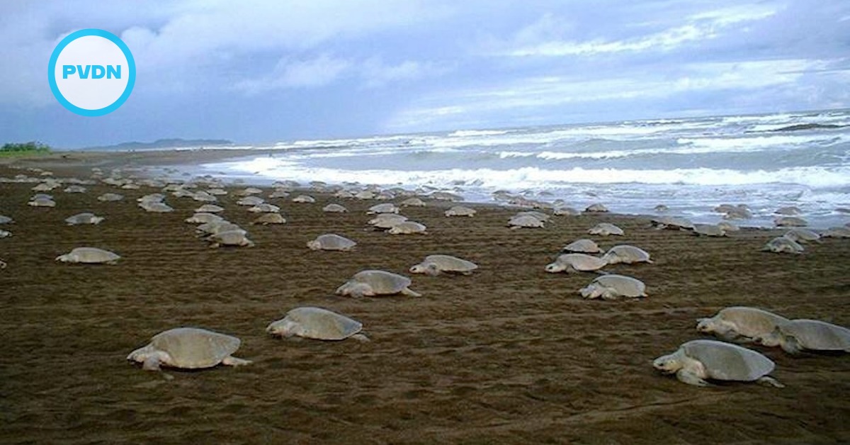 Sea turtles are staging a comeback as protections take hold