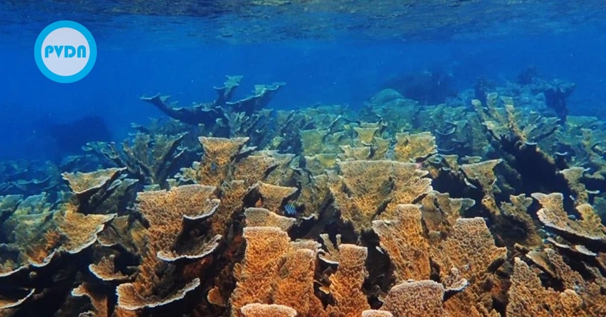 Tulum coral die-off